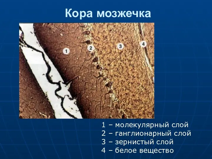 Кора мозжечка 1 – молекулярный слой 2 – ганглионарный слой 3