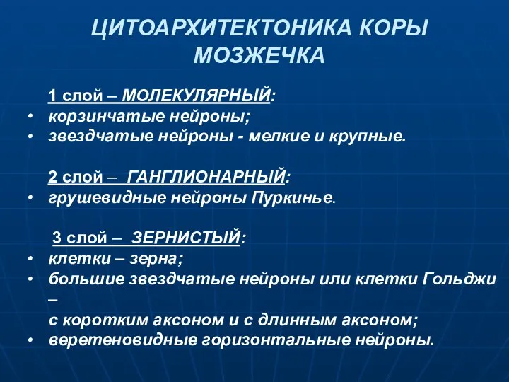 1 слой – МОЛЕКУЛЯРНЫЙ: корзинчатые нейроны; звездчатые нейроны - мелкие и