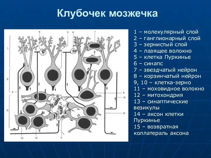 Клубочек мозжечка 1 – молекулярный слой 2 – ганглионарный слой 3