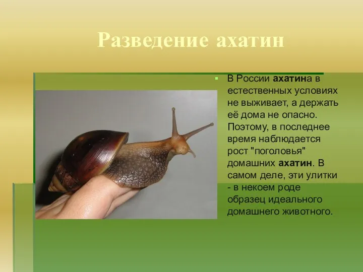 Разведение ахатин В России ахатина в естественных условиях не выживает, а