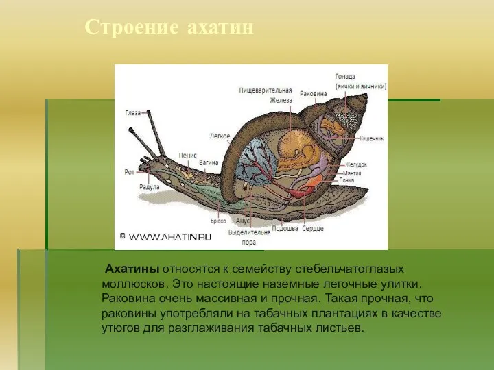 Строение ахатин Ахатины относятся к семейству стебельчатоглазых моллюсков. Это настоящие наземные