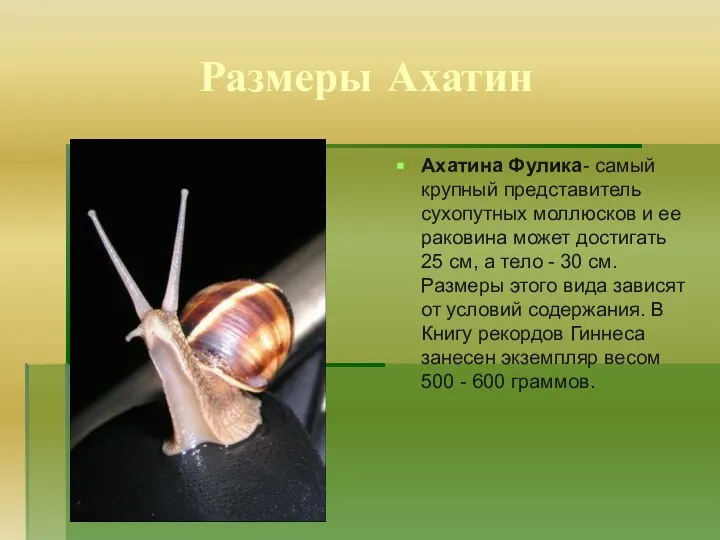 Размеры Ахатин Ахатина Фулика- самый крупный представитель сухопутных моллюсков и ее
