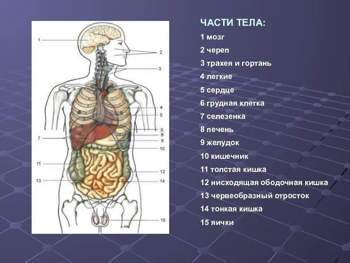 ЧАСТИ ТЕЛА: 1 мозг 2 череп 3 трахея и гортань 4