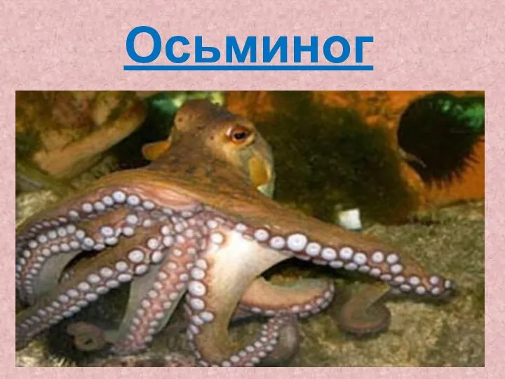 Осьминог