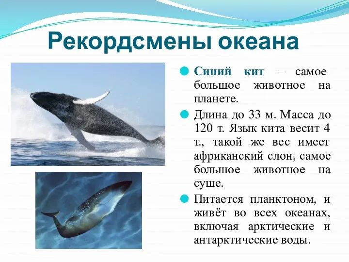 Рекордсмены океана Синий кит – самое большое животное на планете. Длина