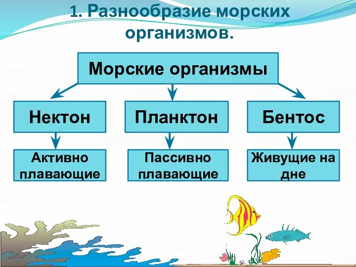 1. Разнообразие морских организмов.