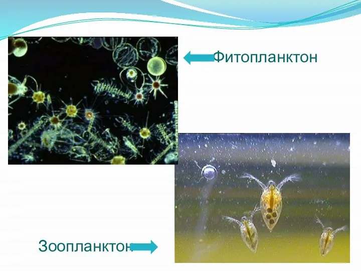 Фитопланктон Зоопланктон