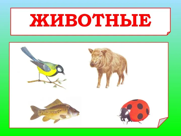 ЖИВОТНЫЕ