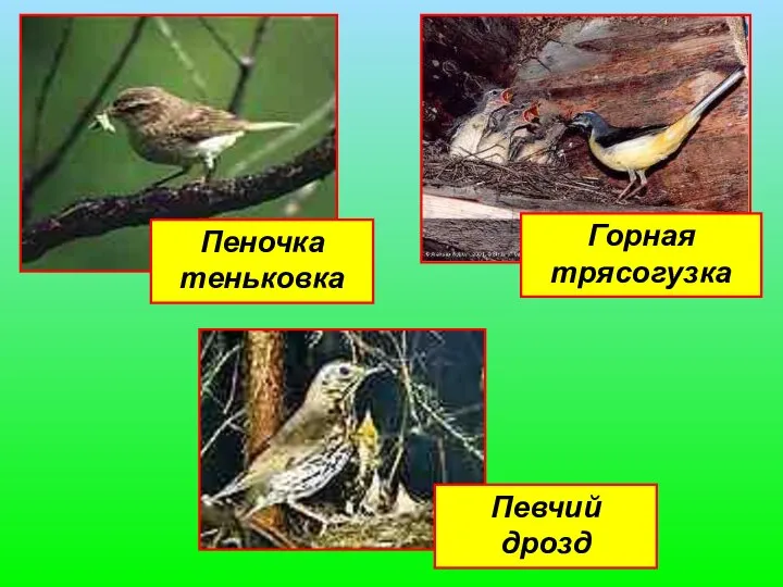 Горная трясогузка Пеночка теньковка Певчий дрозд