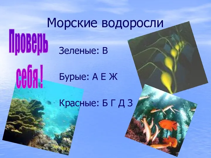 Морские водоросли Зеленые: В Бурые: А Е Ж Красные: Б Г Д З Проверь себя !