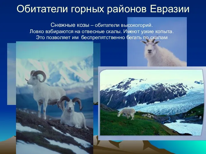 Обитатели горных районов Евразии Снежные козы – обитатели высокогорий. Ловко взбираются