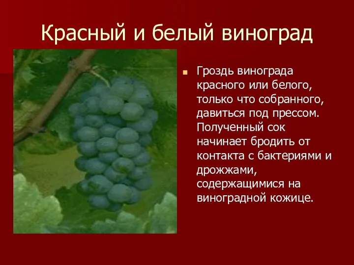 Красный и белый виноград Гроздь винограда красного или белого, только что