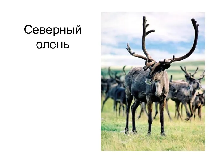 Северный олень