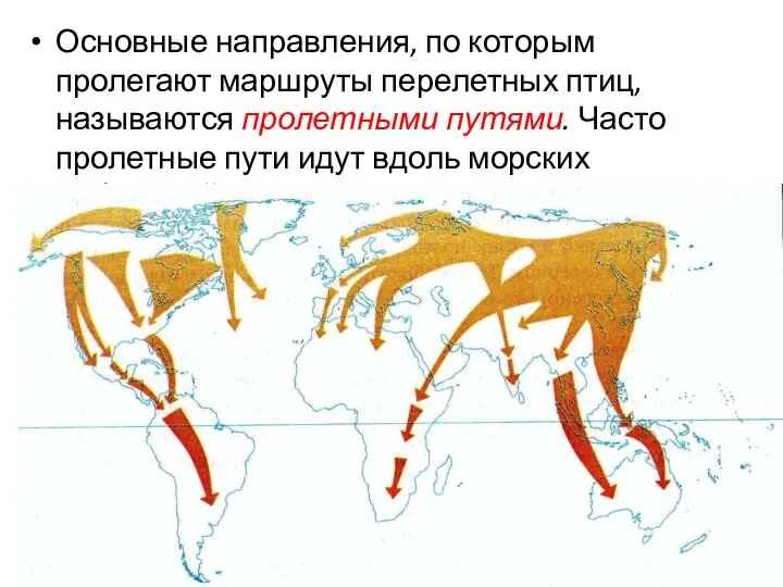 Основные направления, по которым пролегают маршруты перелетных птиц, называются пролетными путями.