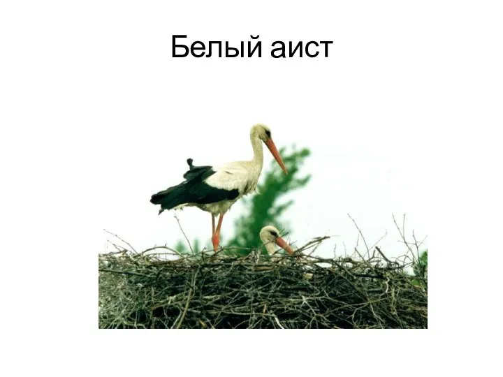 Белый аист