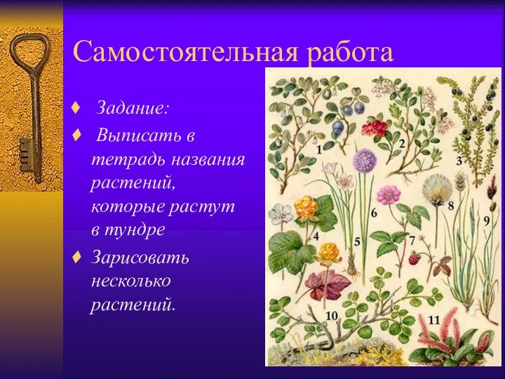 Самостоятельная работа Задание: Выписать в тетрадь названия растений, которые растут в тундре Зарисовать несколько растений.