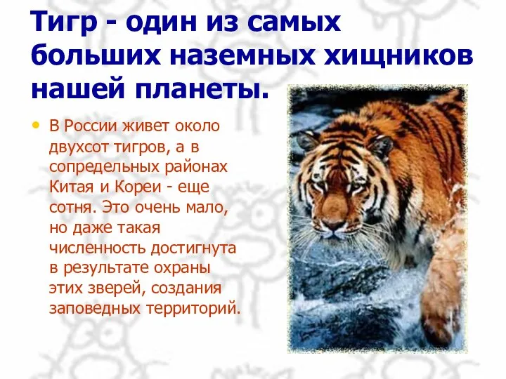 Тигр - один из самых больших наземных хищников нашей планеты. В