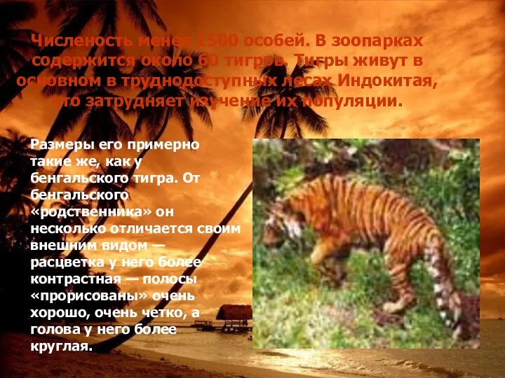 Численость менее 1500 особей. В зоопарках содержится около 60 тигров. Тигры