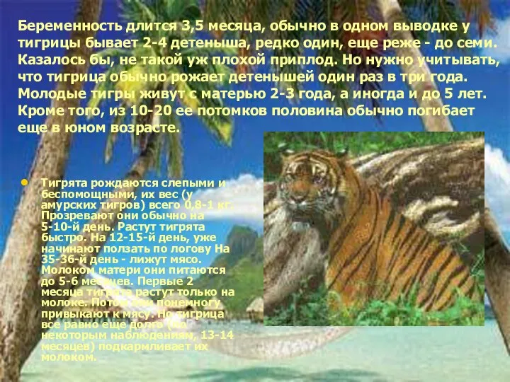 Беременность длится 3,5 месяца, обычно в одном выводке у тигрицы бывает