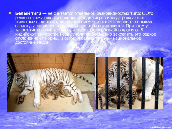 Белый тигр — не считается отдельной разновидностью тигров. Это редко встречающееся