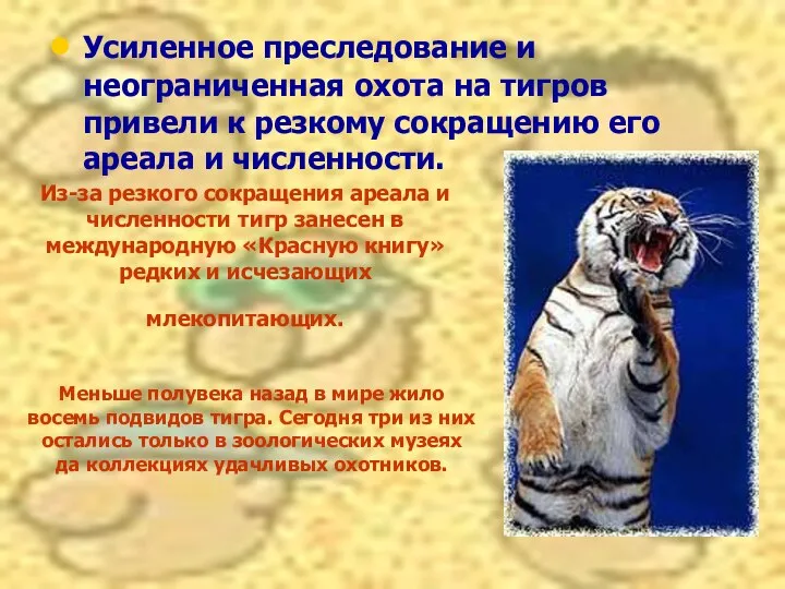 Из-за резкого сокращения ареала и численности тигр занесен в международную «Красную