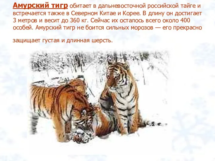 Амурский тигр обитает в дальневосточной российской тайге и встречается также в