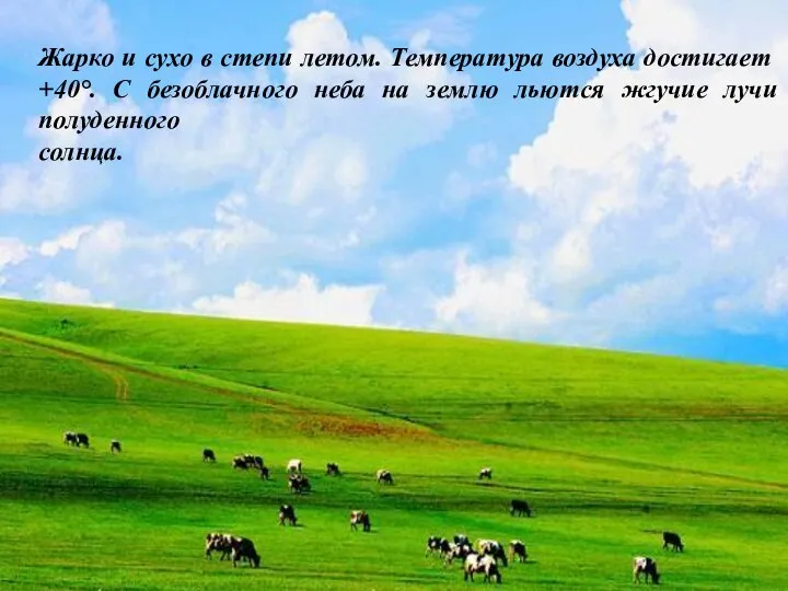 Жарко и сухо в степи летом. Температура воздуха достигает +40°. С