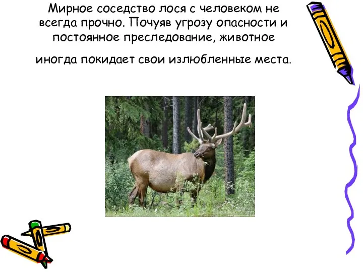 Мирное соседство лося с человеком не всегда прочно. Почуяв угрозу опасности