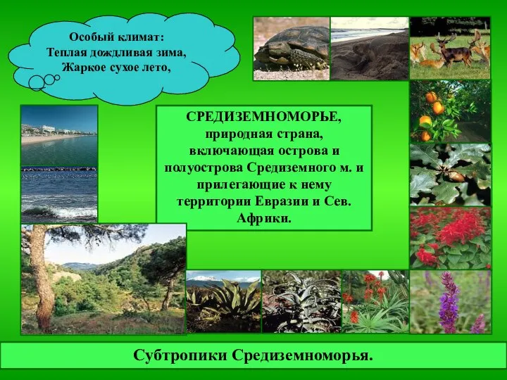 Субтропики Средиземноморья. СРЕДИЗЕМНОМОРЬЕ, природная страна, включающая острова и полуострова Средиземного м.