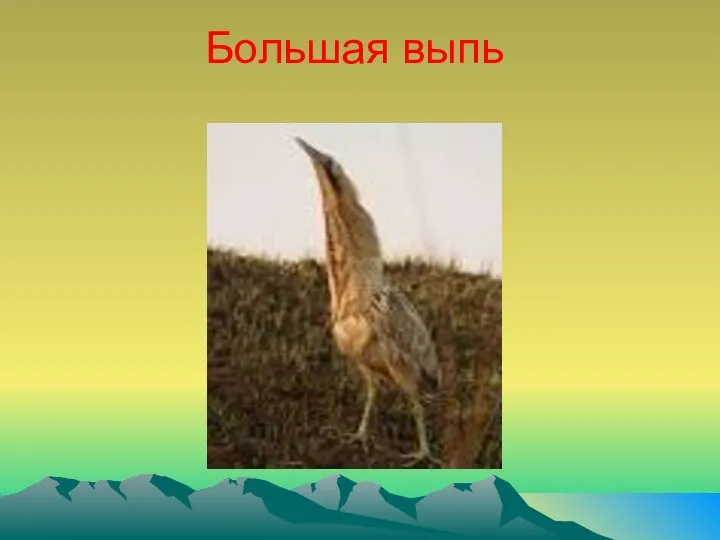 Большая выпь