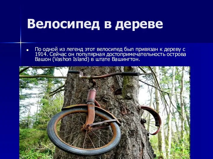Велосипед в дереве По одной из легенд этот велосипед был привязан