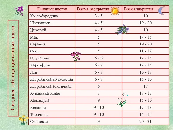 Сводная таблица цветочных часов