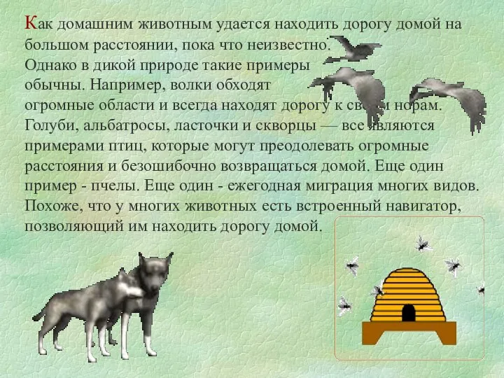 Как домашним животным удается находить дорогу домой на большом расстоянии, пока