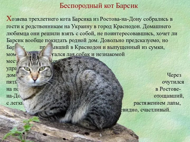 Хозяева трехлетнего кота Барсика из Ростова-на-Дону собрались в гости к родственникам