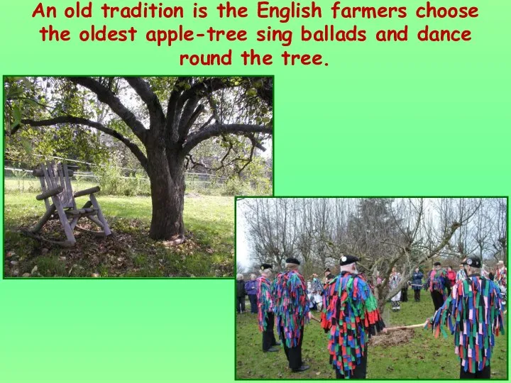 An old tradition is the English farmers choose the oldest apple-tree