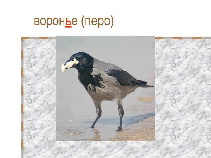 воронье (перо)