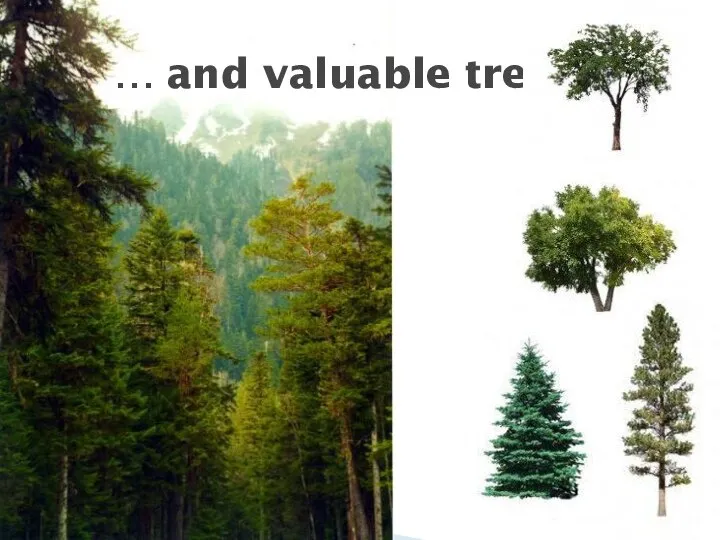 … and valuable trees