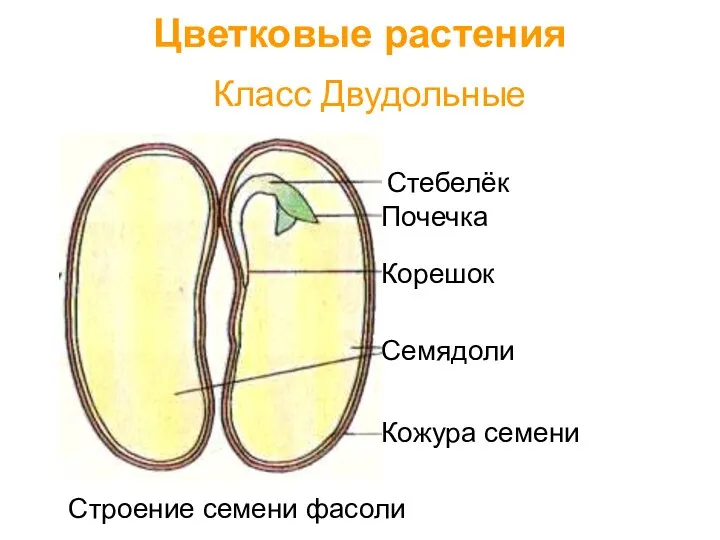 Класс Двудольные Цветковые растения Семядоли Кожура семени Корешок Стебелёк Почечка Строение семени фасоли