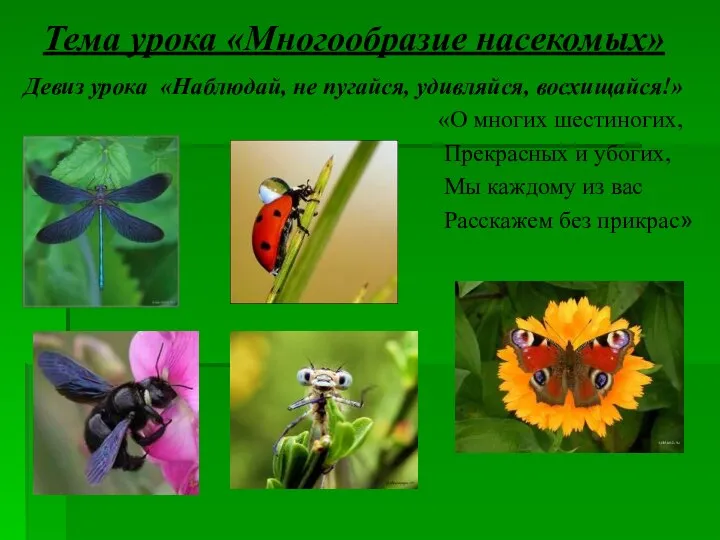 Тема урока «Многообразие насекомых» Девиз урока «Наблюдай, не пугайся, удивляйся, восхищайся!»