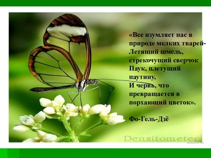 «Все изумляет нас в природе мелких тварей- Летящий шмель, стрекочущий сверчок