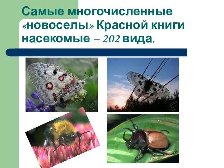 Самые многочисленные «новоселы» Красной книги насекомые – 202 вида.