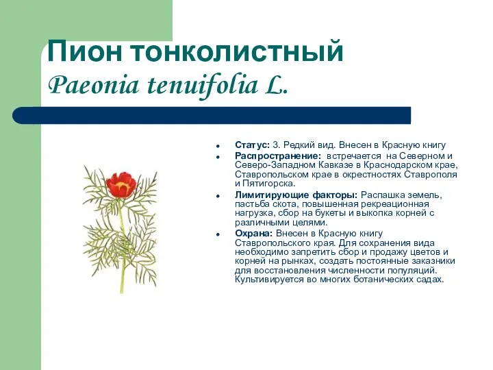 Пион тонколистный Paeonia tenuifolia L. Статус: 3. Редкий вид. Внесен в