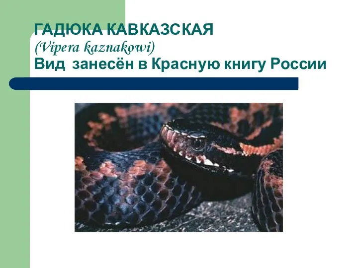 ГАДЮКА КАВКАЗСКАЯ (Vipera kaznakowi) Вид занесён в Красную книгу России