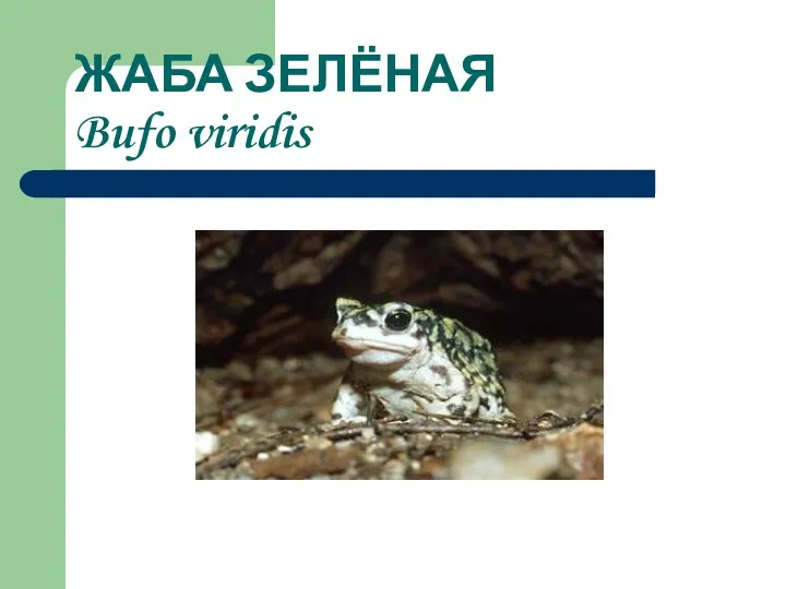 ЖАБА ЗЕЛЁНАЯ Bufo viridis