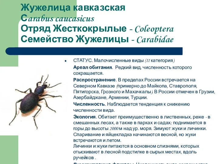 Жужелица кавказская Сarabus caucasicus Отряд Жесткокрылые - Coleoptera Семейство Жужелицы -