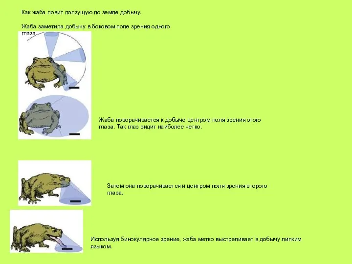 Как жаба ловит ползущую по земле добычу. Жаба заметила добычу в