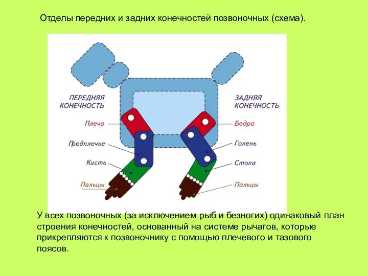 Отделы передних и задних конечностей позвоночных (схема). У всех позвоночных (за
