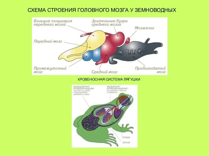 СХЕМА СТРОЕНИЯ ГОЛОВНОГО МОЗГА У ЗЕМНОВОДНЫХ КРОВЕНОСНАЯ СИСТЕМА ЛЯГУШКИ