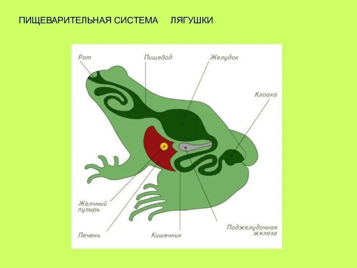 ПИЩЕВАРИТЕЛЬНАЯ СИСТЕМА ЛЯГУШКИ