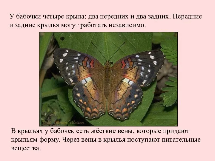 У бабочки четыре крыла: два передних и два задних. Передние и